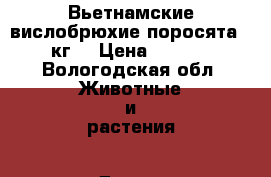 Вьетнамские вислобрюхие поросята 20 кг. › Цена ­ 3 500 - Вологодская обл. Животные и растения » Другие животные   